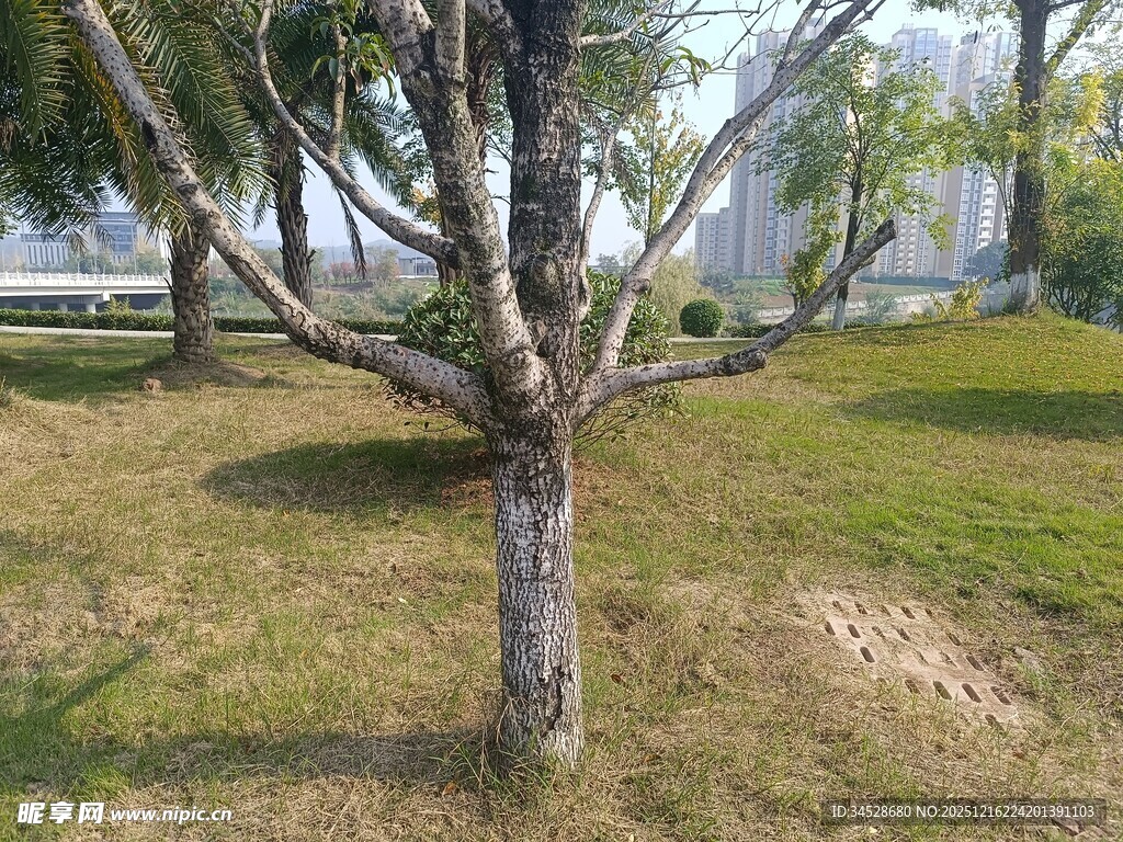 公园内的树木与草地景观