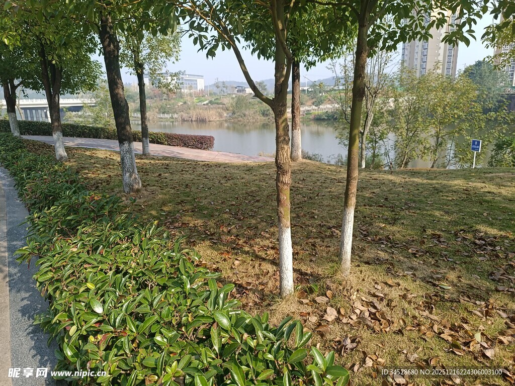 城市公园绿化景观一角