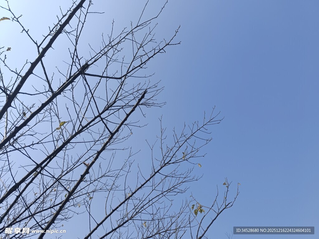蓝天枯枝景象