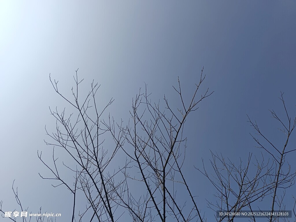 冬日光秃树枝与晴朗天空