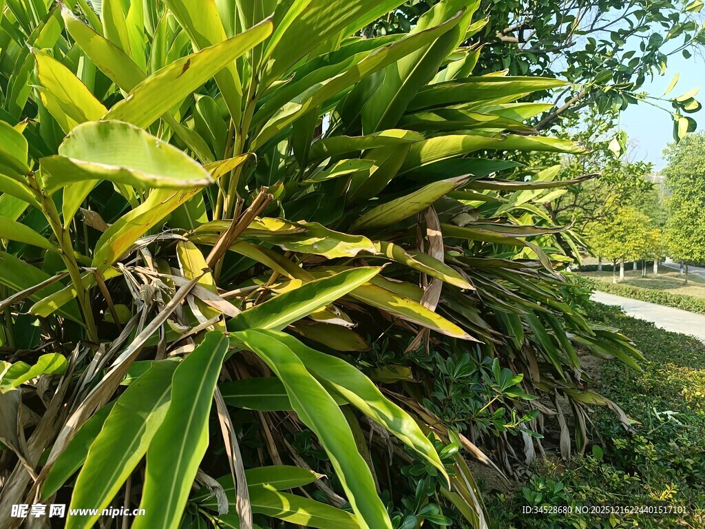 路边翠绿的热带植物景观
