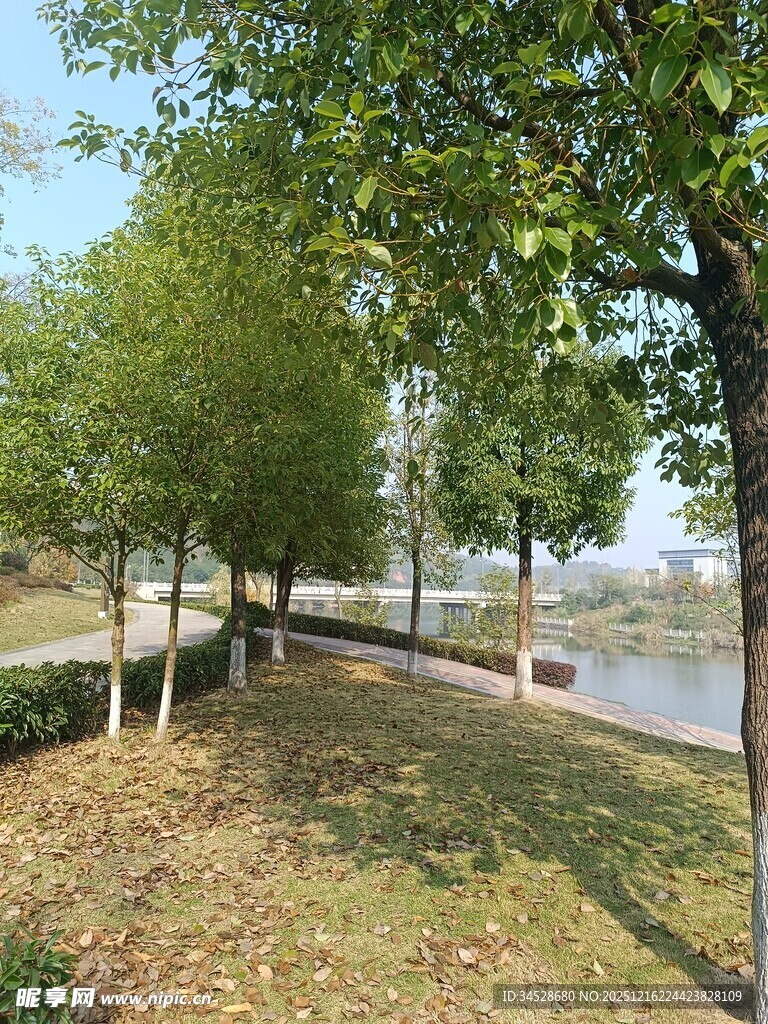 湖畔绿树成荫的休闲步道