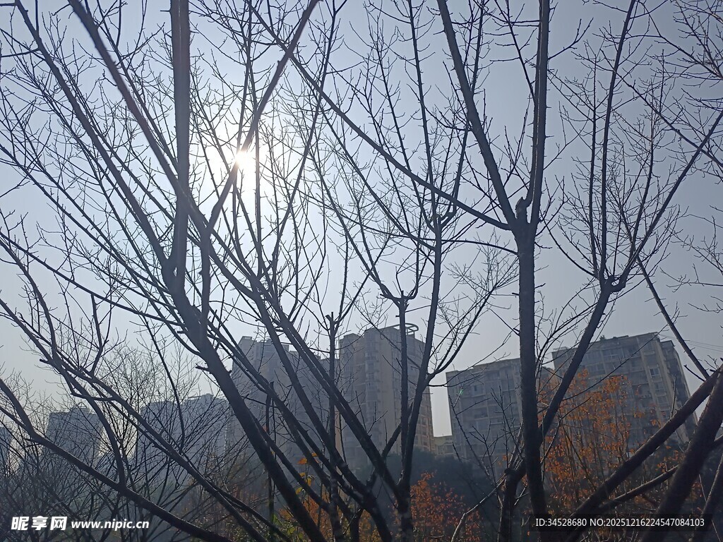 冬日枯树后的朦胧城市