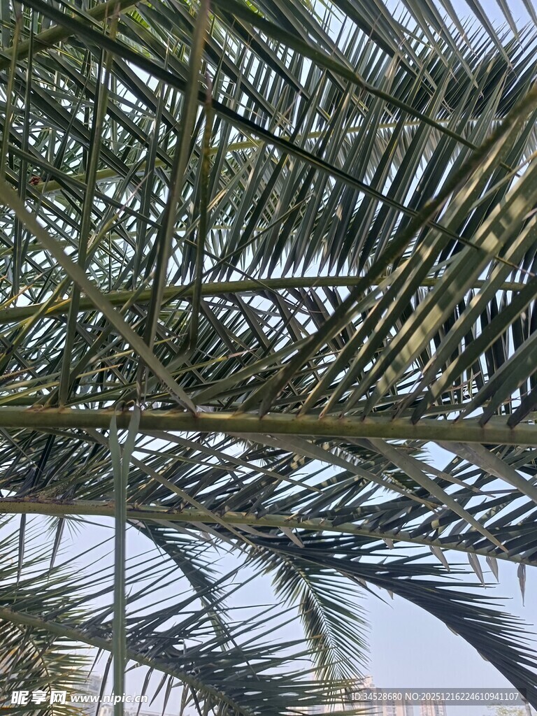 仰视下的棕榈树叶纹理