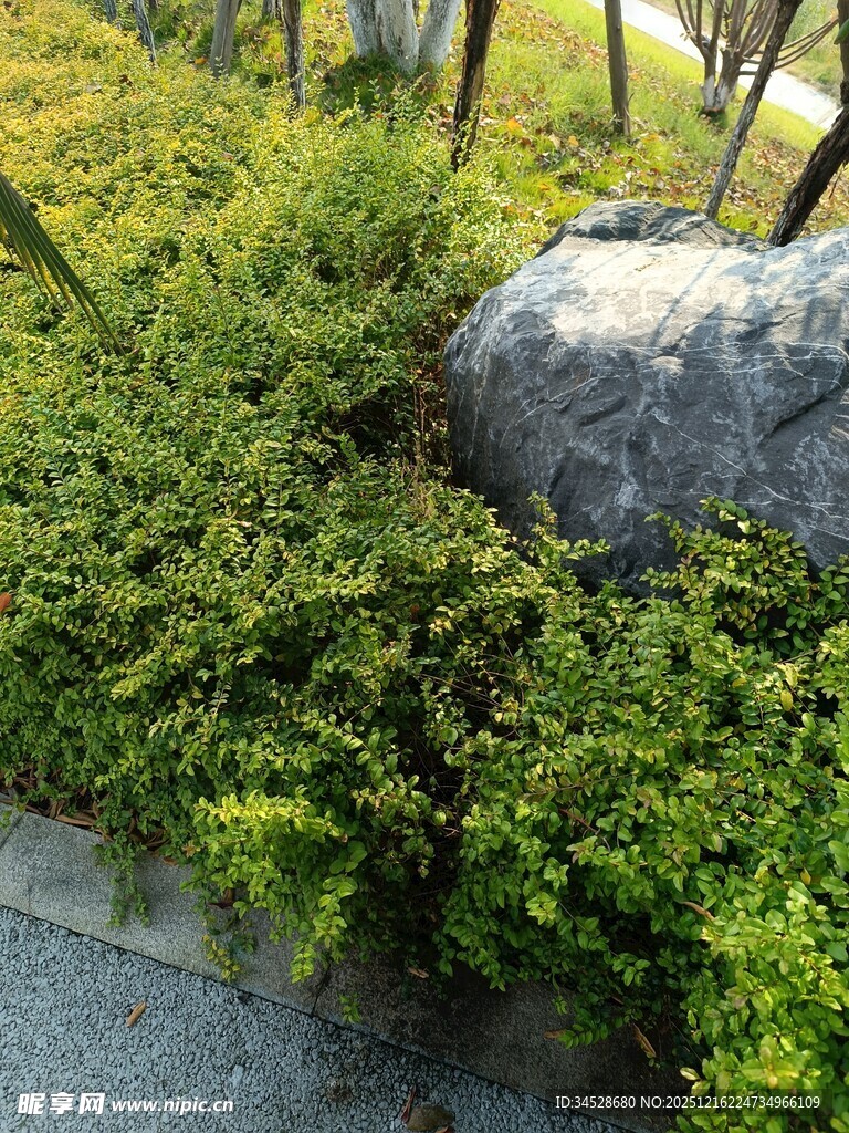 路边绿植与大石景观