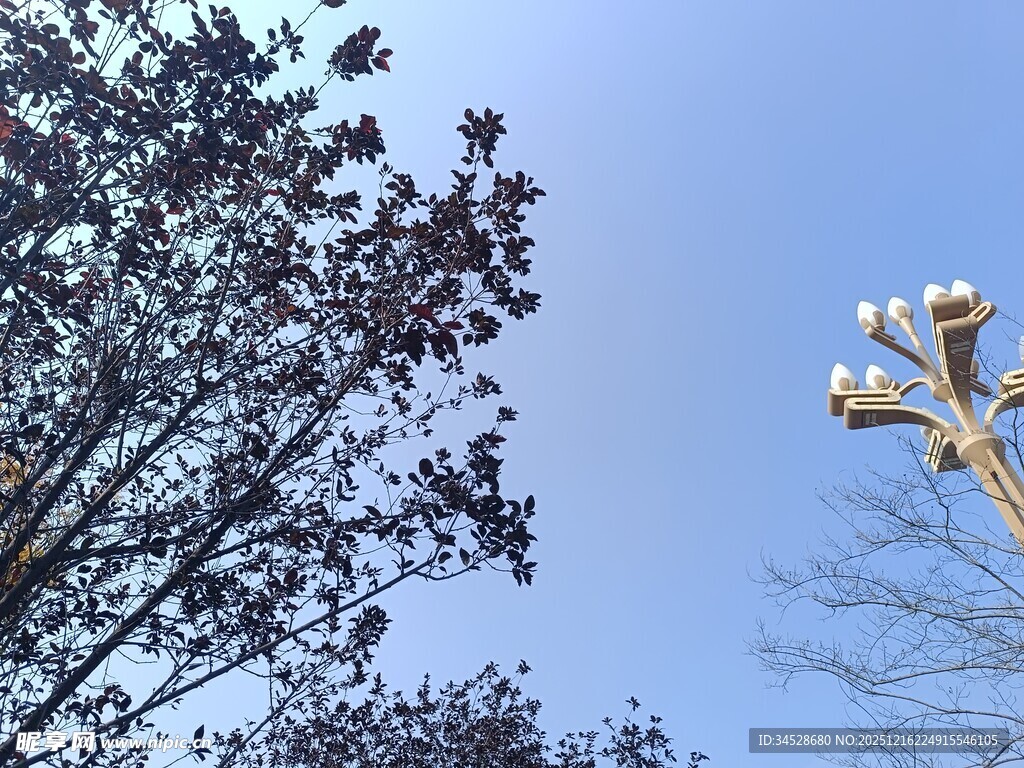 蓝天树枝与路灯景观