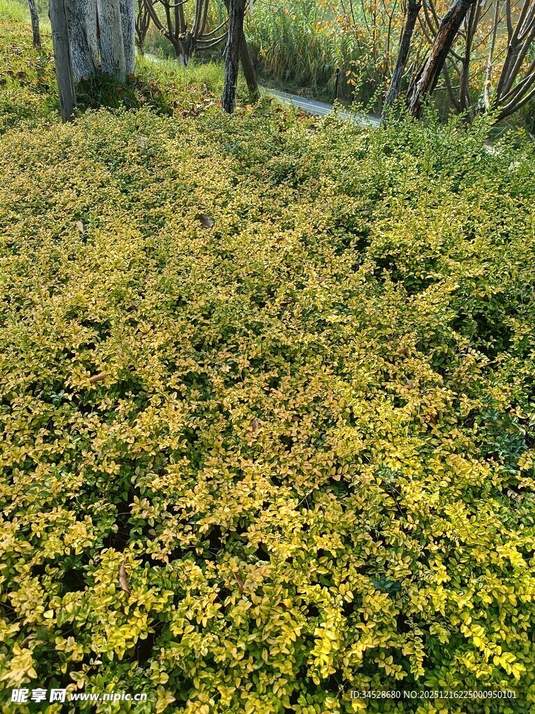 金黄植物覆盖的林间小径