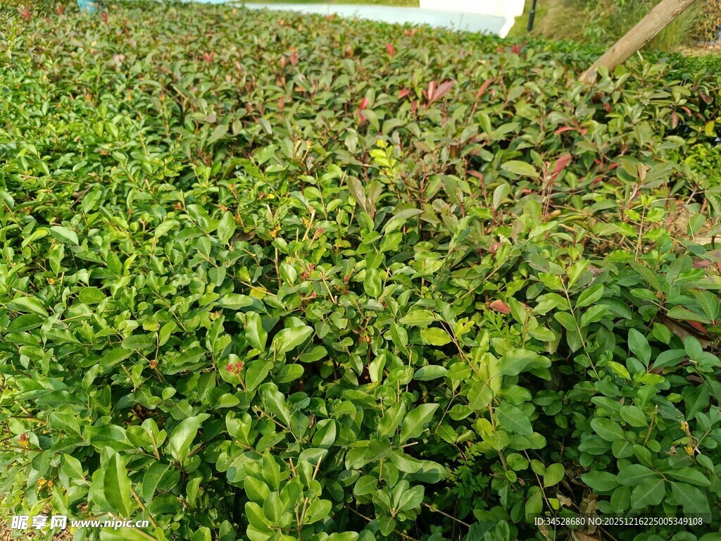 茂盛的绿色植物景观