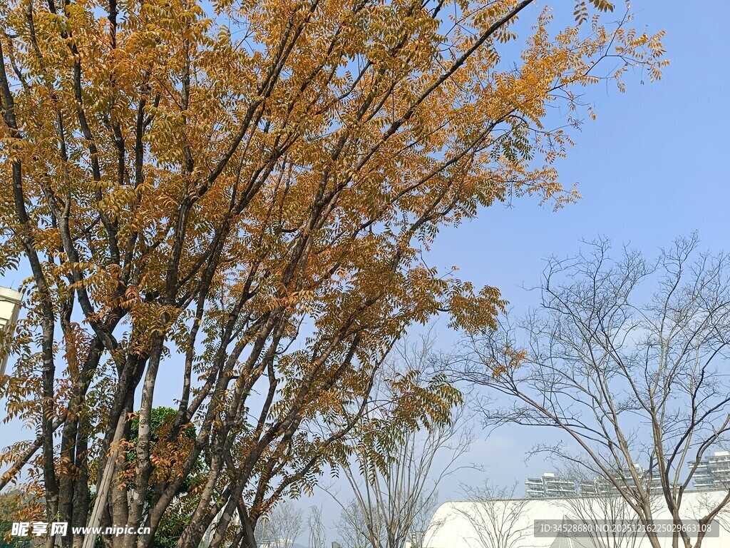 秋日金黄树木蓝天景象