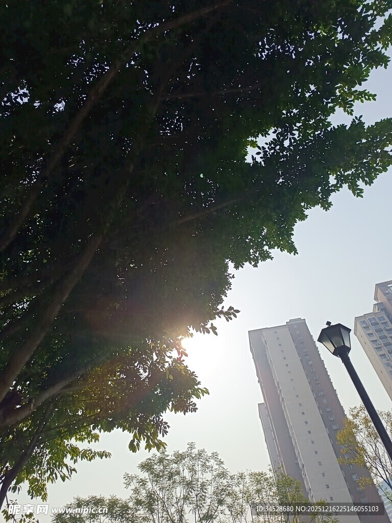 阳光透过树叶映高楼