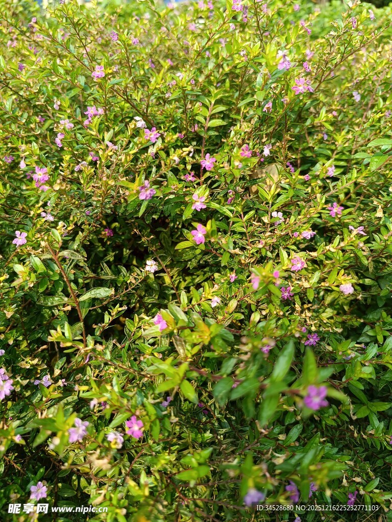 繁茂花丛中的美丽景致
