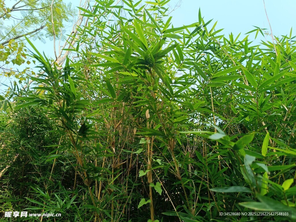 繁茂竹林绿意盎然