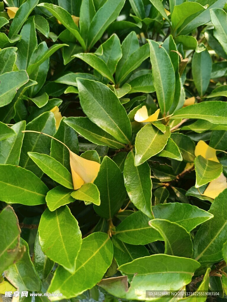绿叶丛中泛黄叶片特写