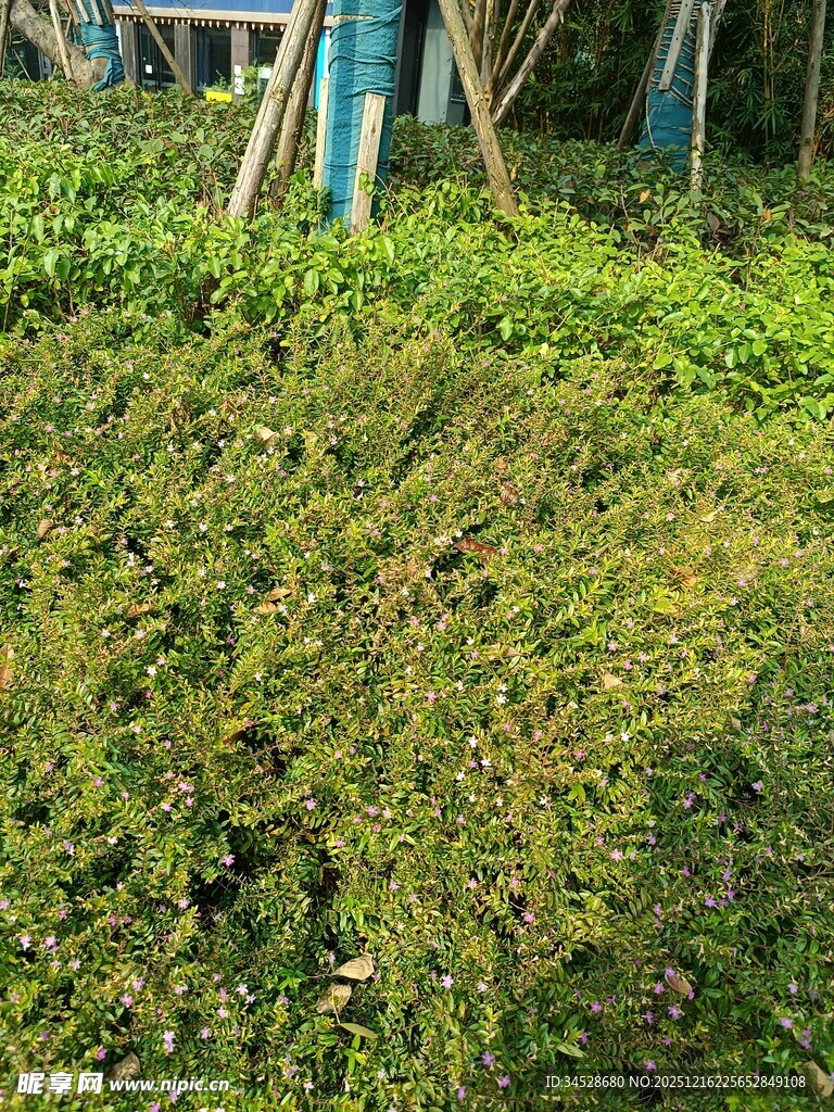 修剪整齐的绿色灌木丛