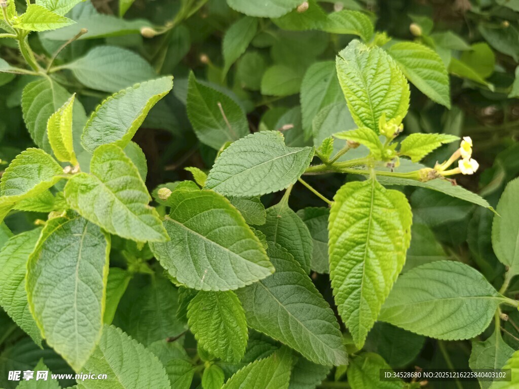 绿叶间的清新花卉植物