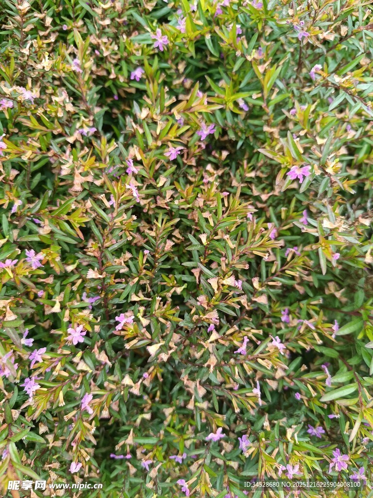 繁茂花丛中的紫色小花