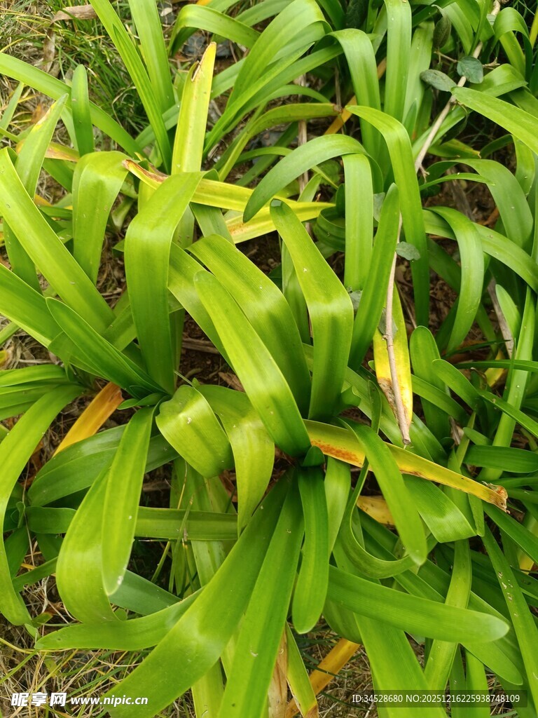 翠绿舒展的绿植叶片