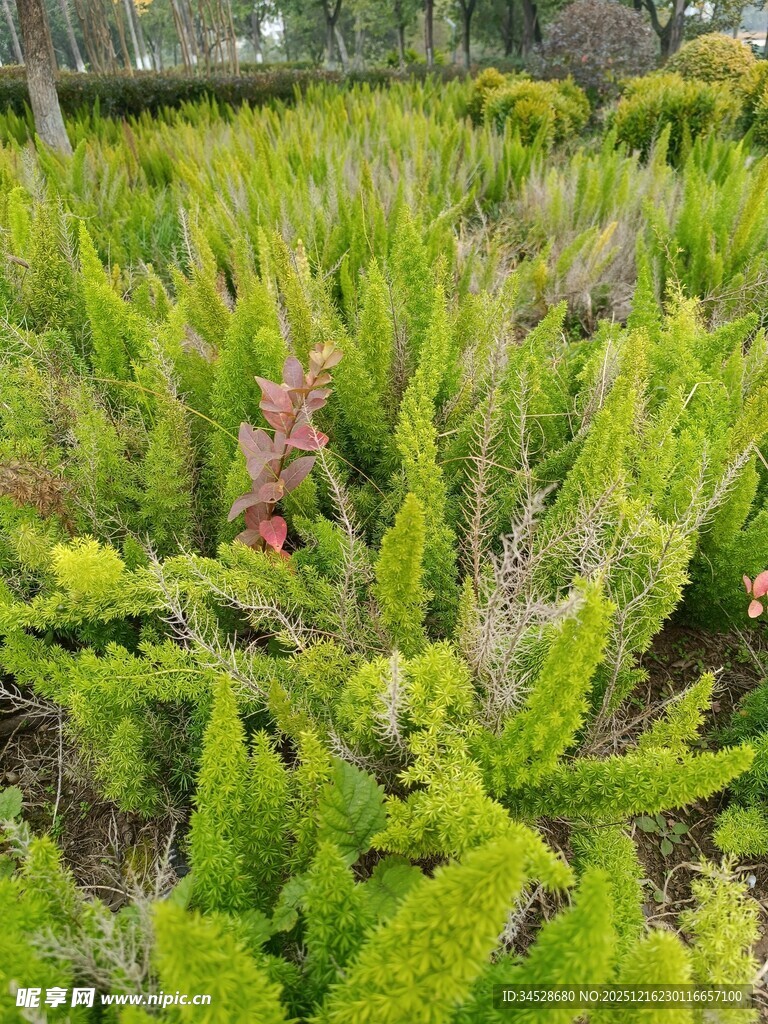 翠绿蕨类植物生机盎然