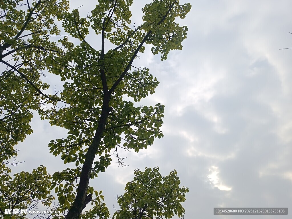 仰视绿树与天空