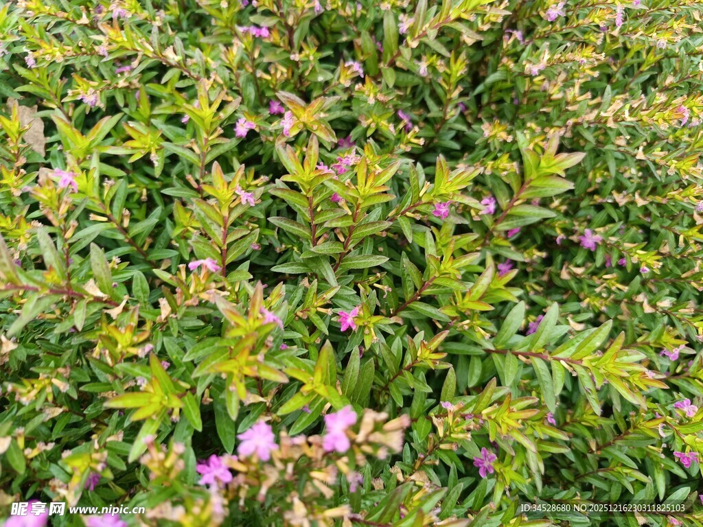 繁茂花丛中的紫色小花