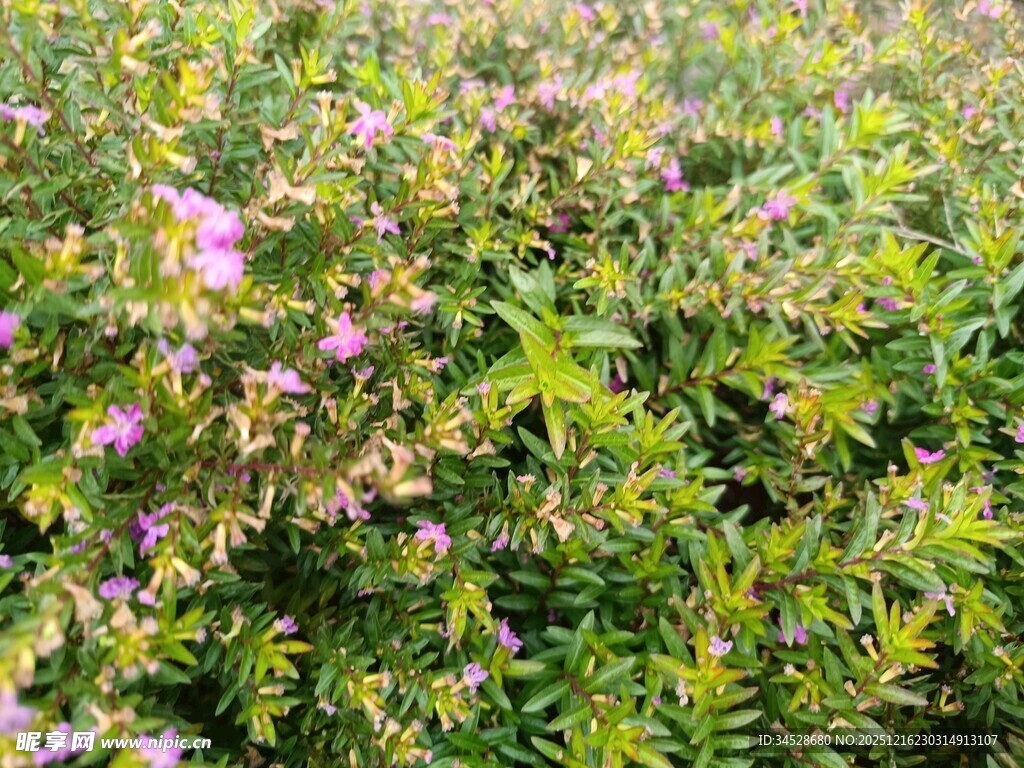 繁茂花丛中的紫色小花