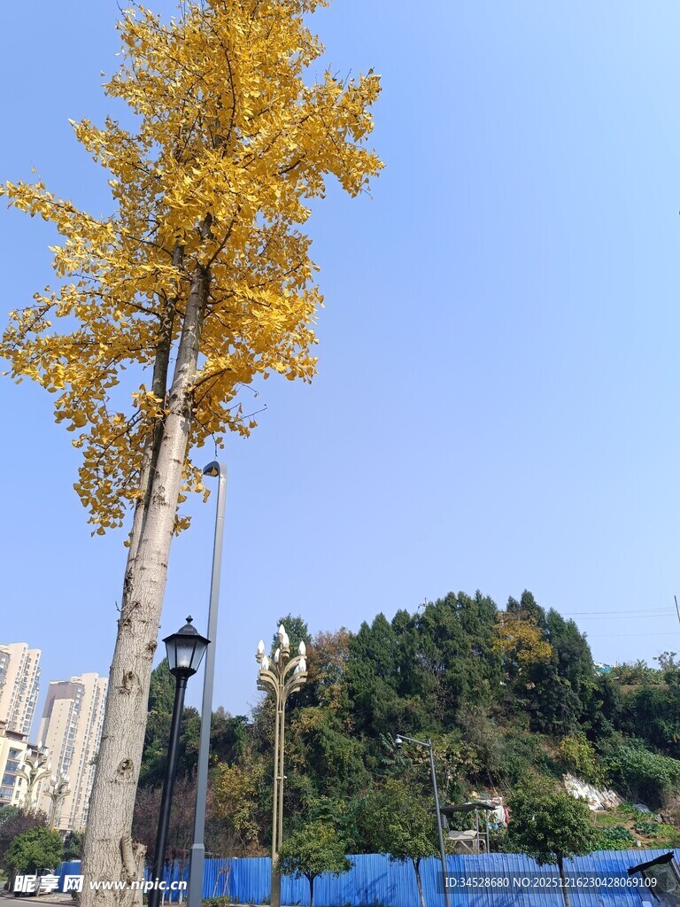 金黄银杏树矗立蓝天之下