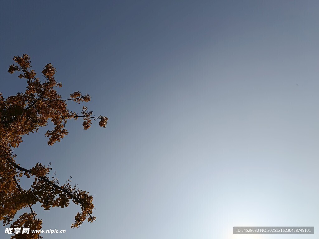 树梢映日蓝天美景