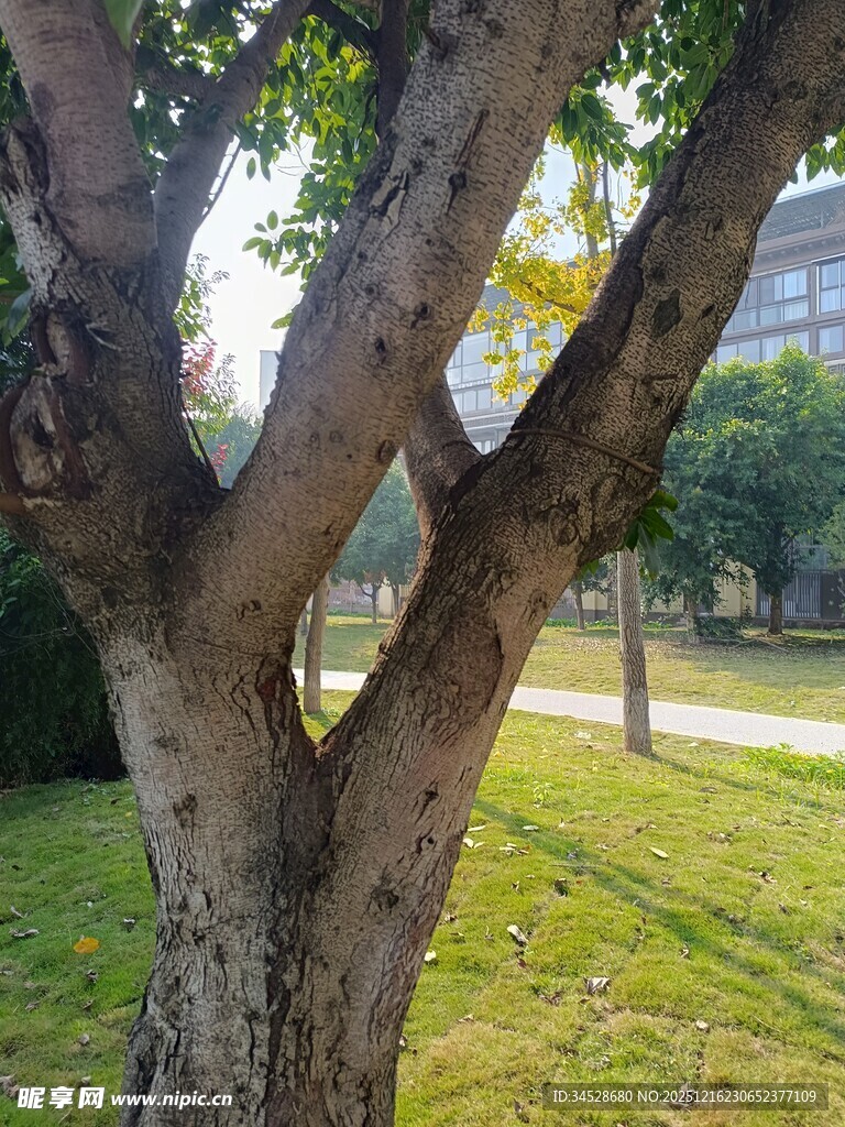 斑驳树干下的绿意景致