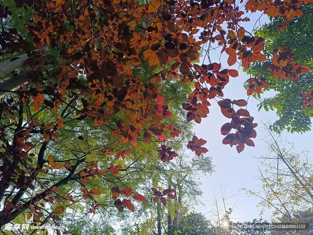 秋日斑斓树叶景观