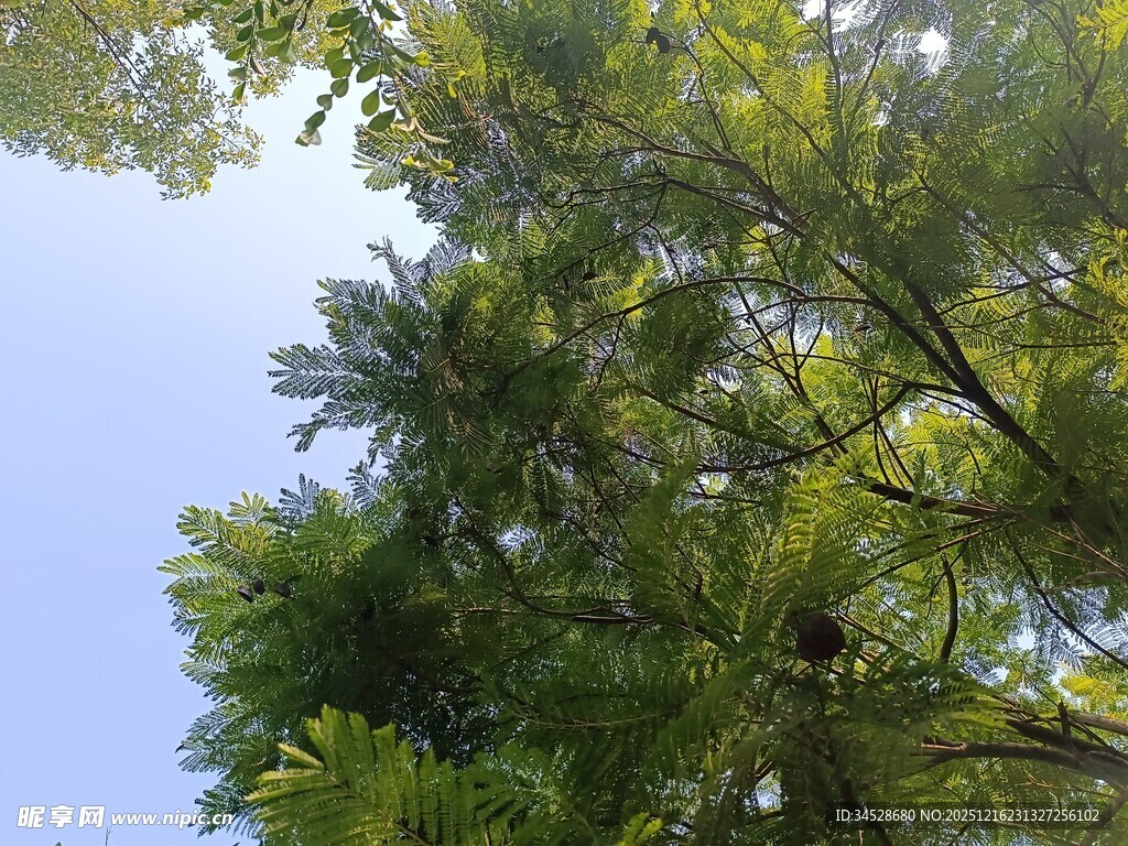 仰视葱郁树木与蓝天