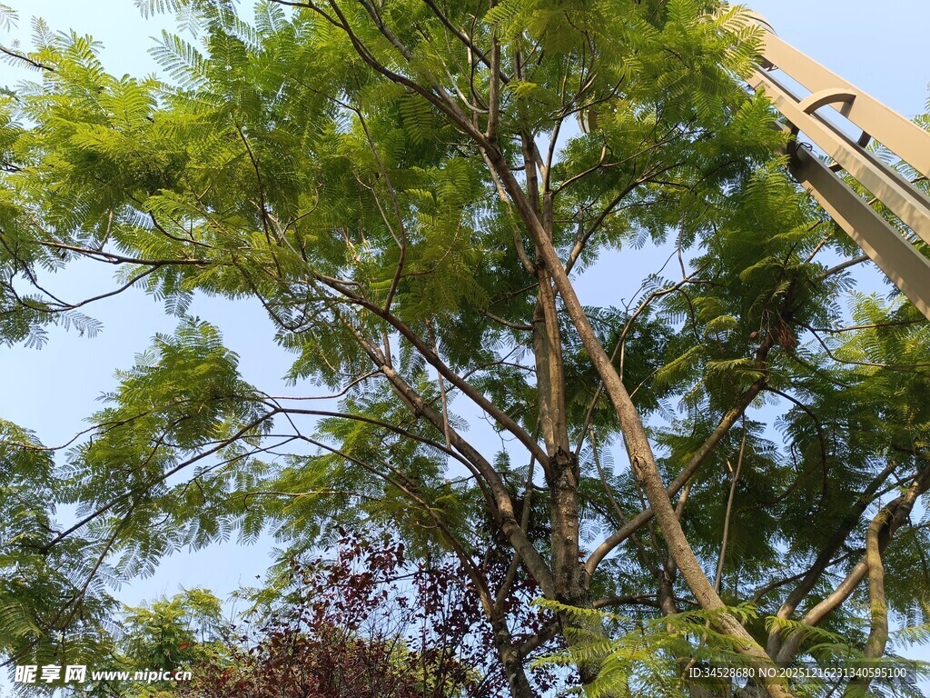 绿树蓝天间的繁茂树木