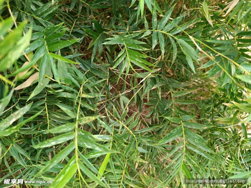 茂密翠绿的蕨类植物