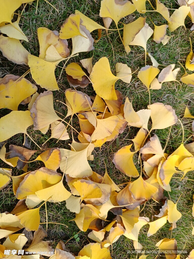 金黄银杏叶散落于草地