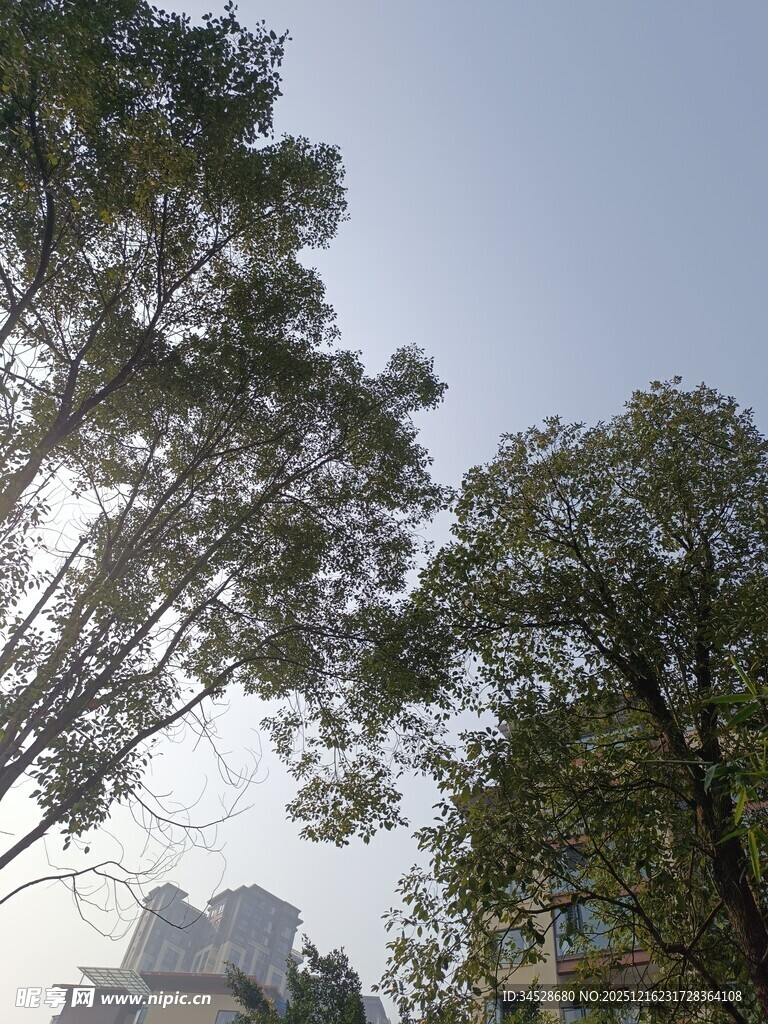 阳光下的葱郁树木