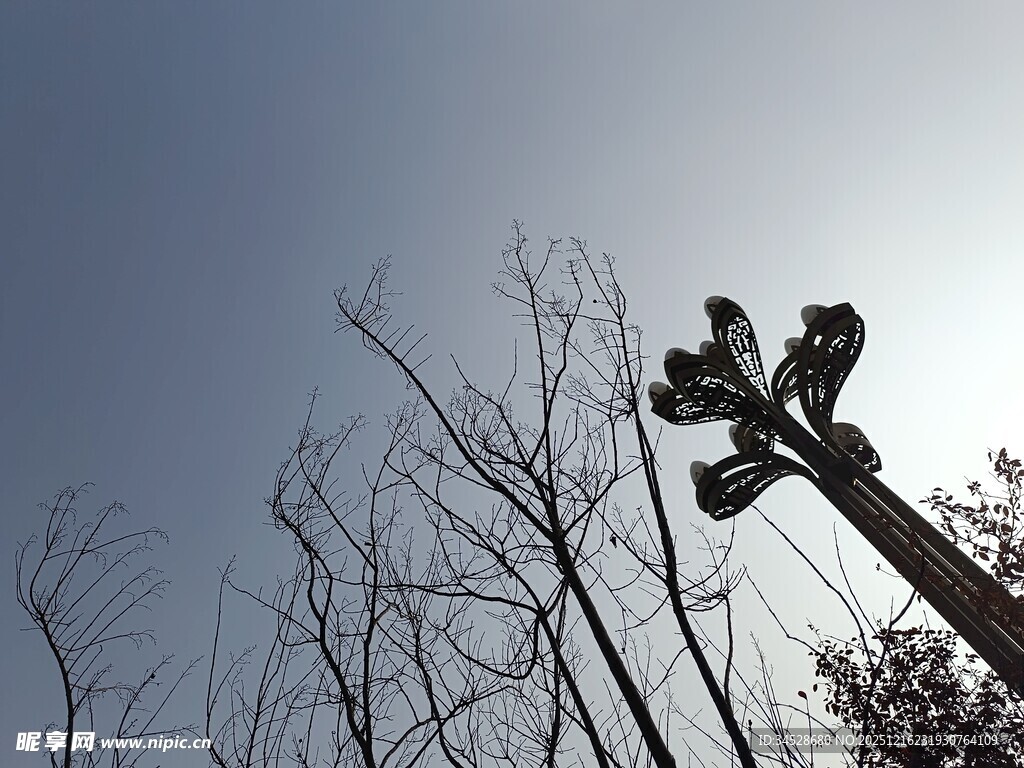 树梢上的路灯与光秃树枝