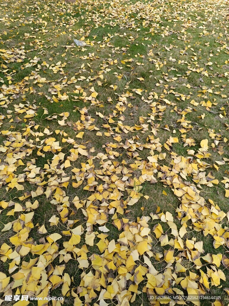 秋日落叶铺满草地