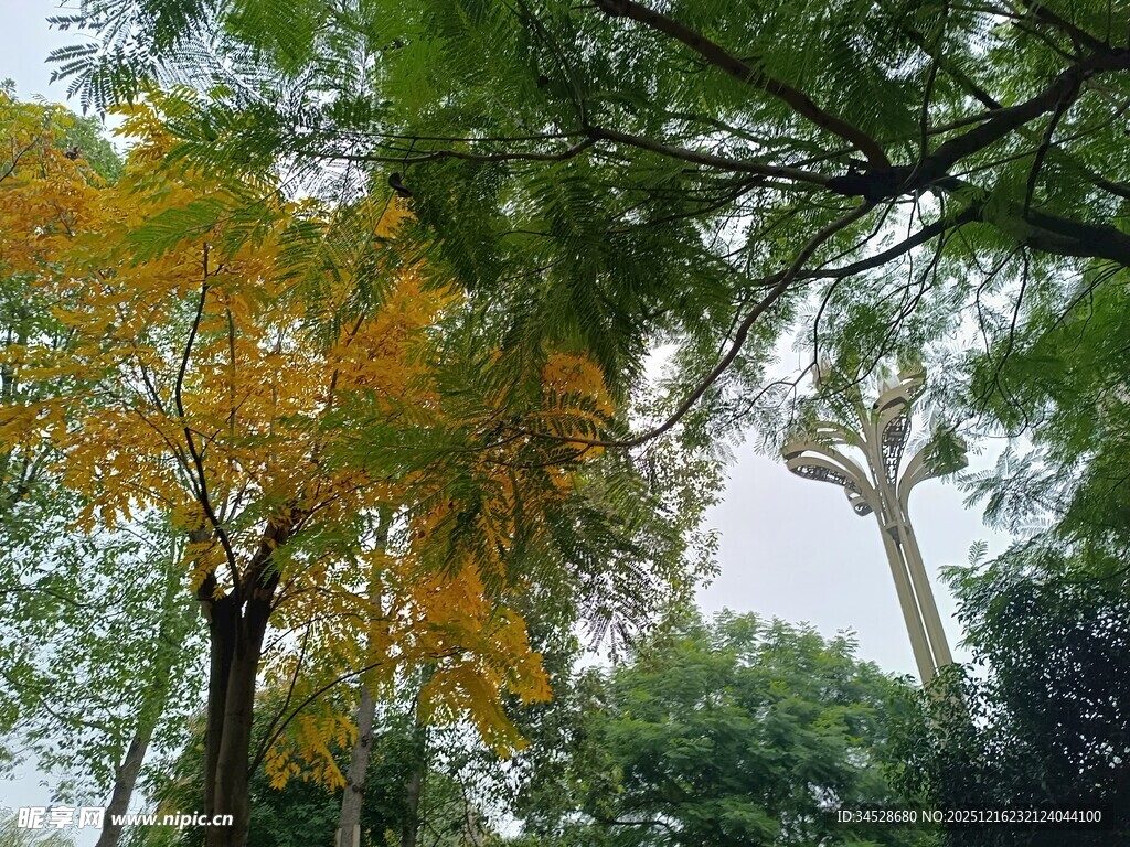 秋日林间树梢景致