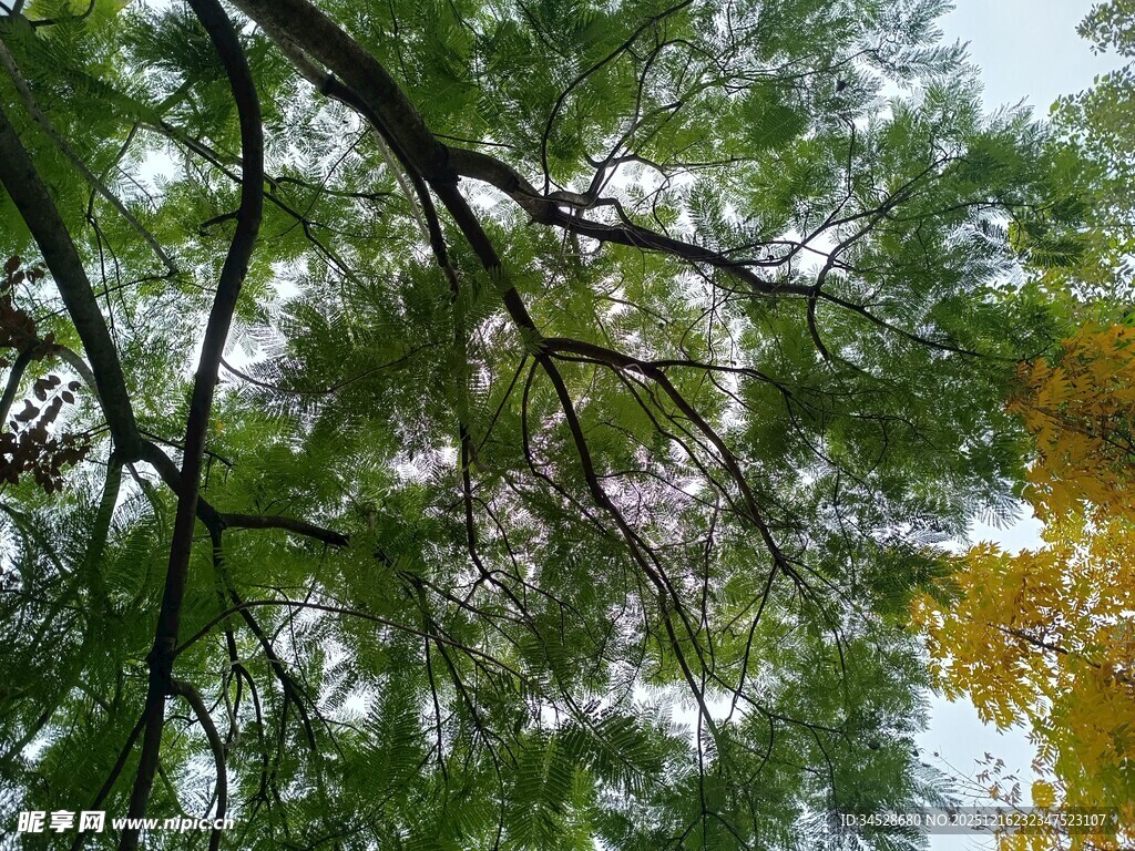 透过树枝望秋日斑斓景色