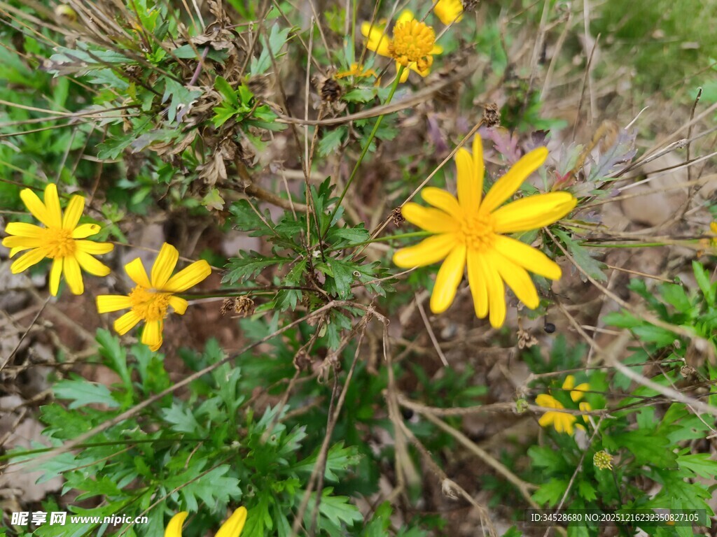 野外绽放的黄色小花