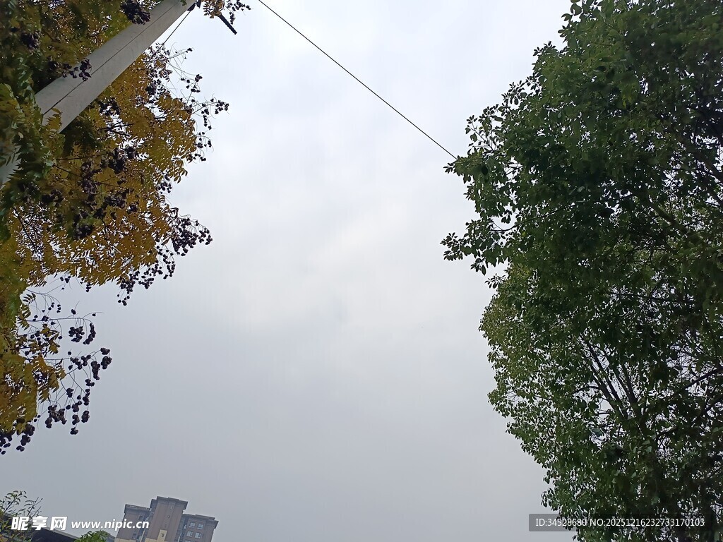 户外树木与天空景象