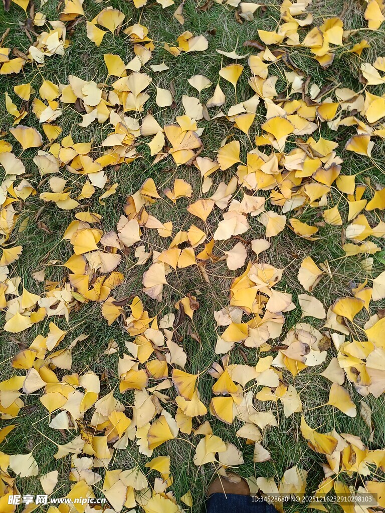 满地金黄花朵的美丽景象