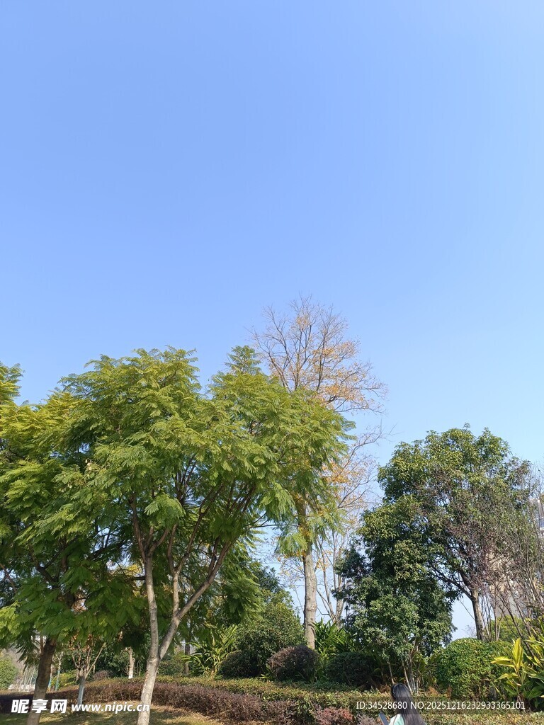 蓝天绿树风景图