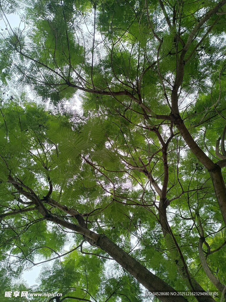 仰视茂密翠绿的树枝