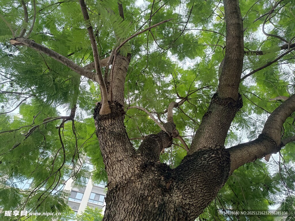 粗壮繁茂的大树树干