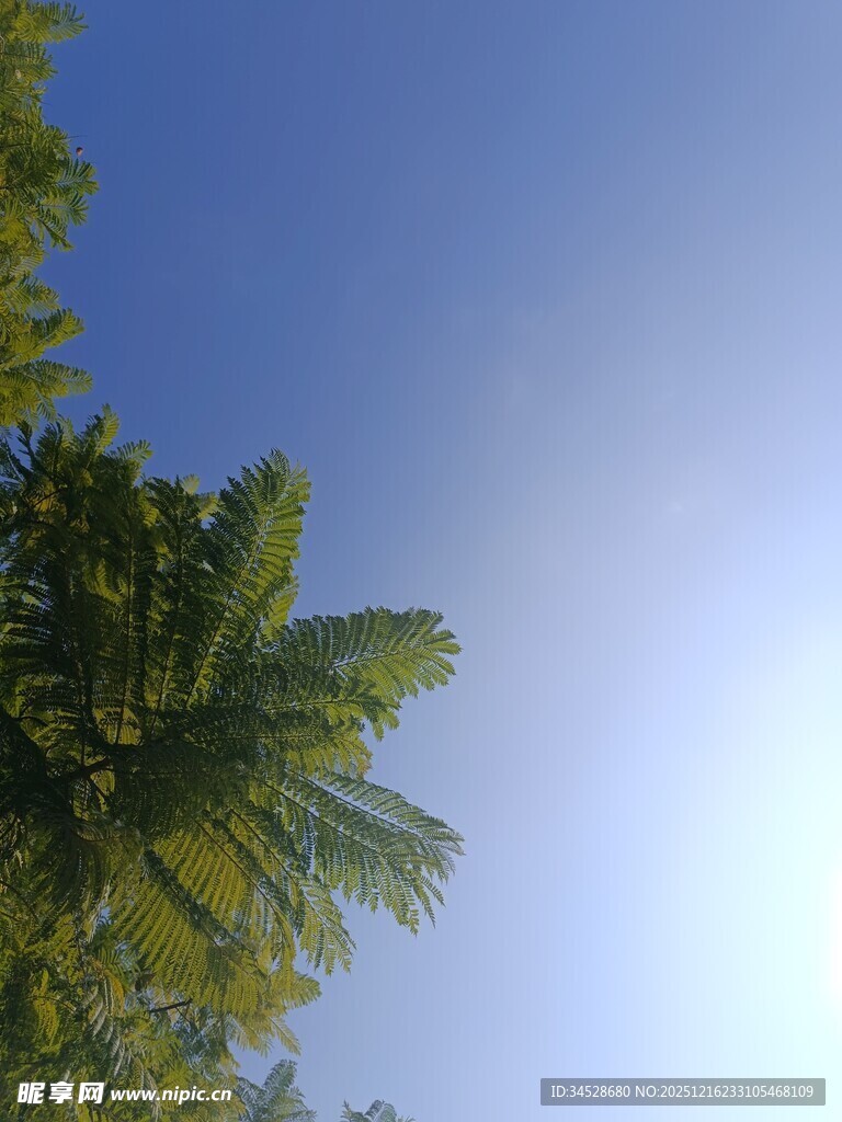 仰视绿树蓝天美景