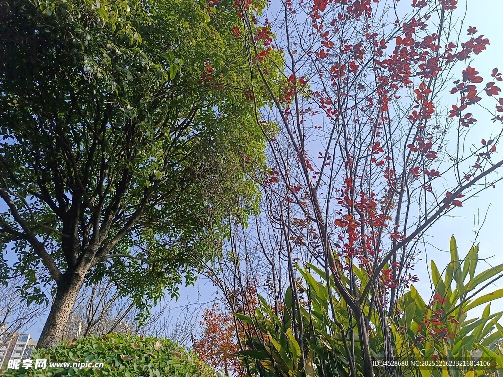 秋日多彩树木景观