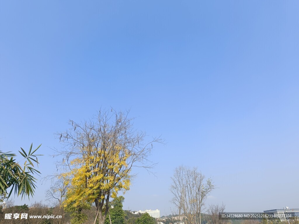 蓝天黄叶树的自然景致
