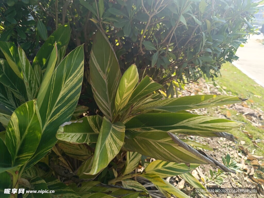 阳光下的翠绿植物