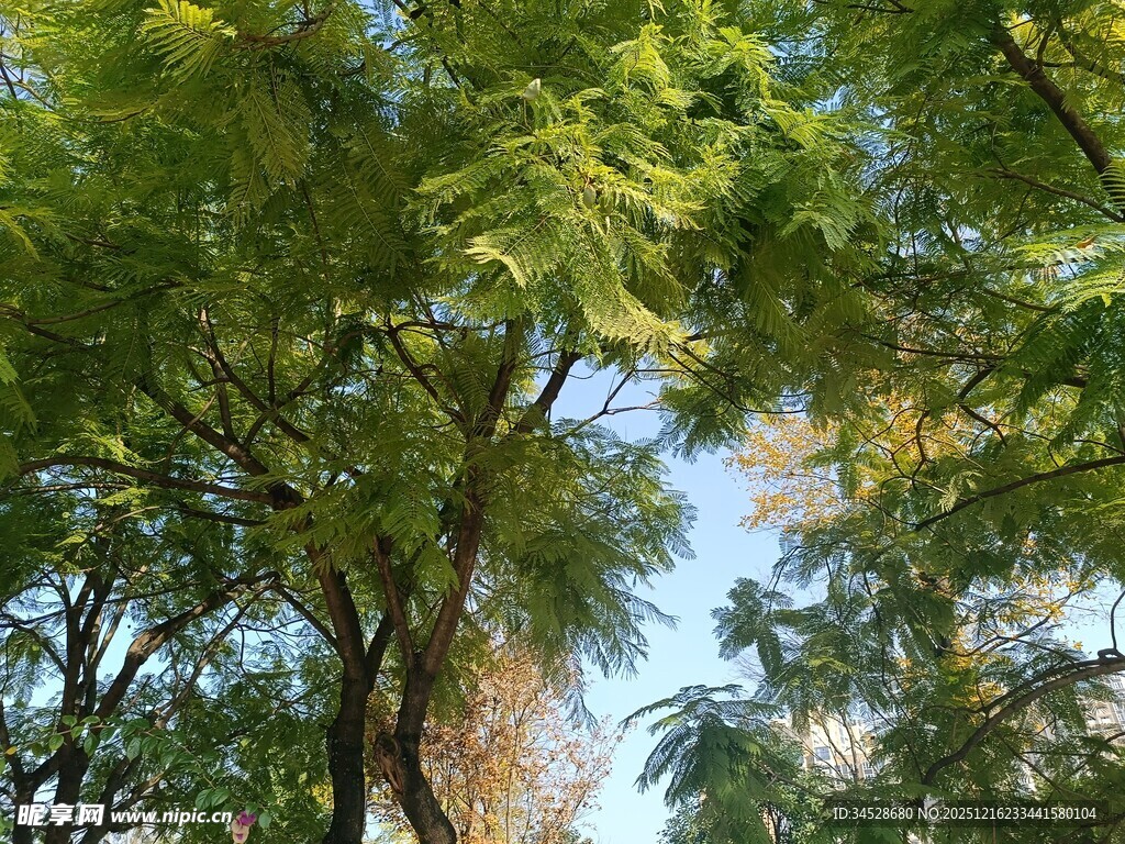 夏日繁茂绿树景观