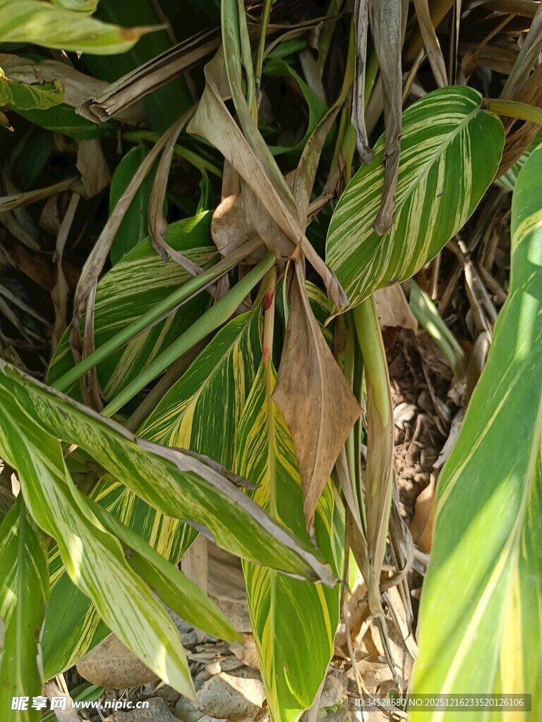 翠绿棕边的独特植物叶片